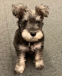 Bonzo the therapy dog